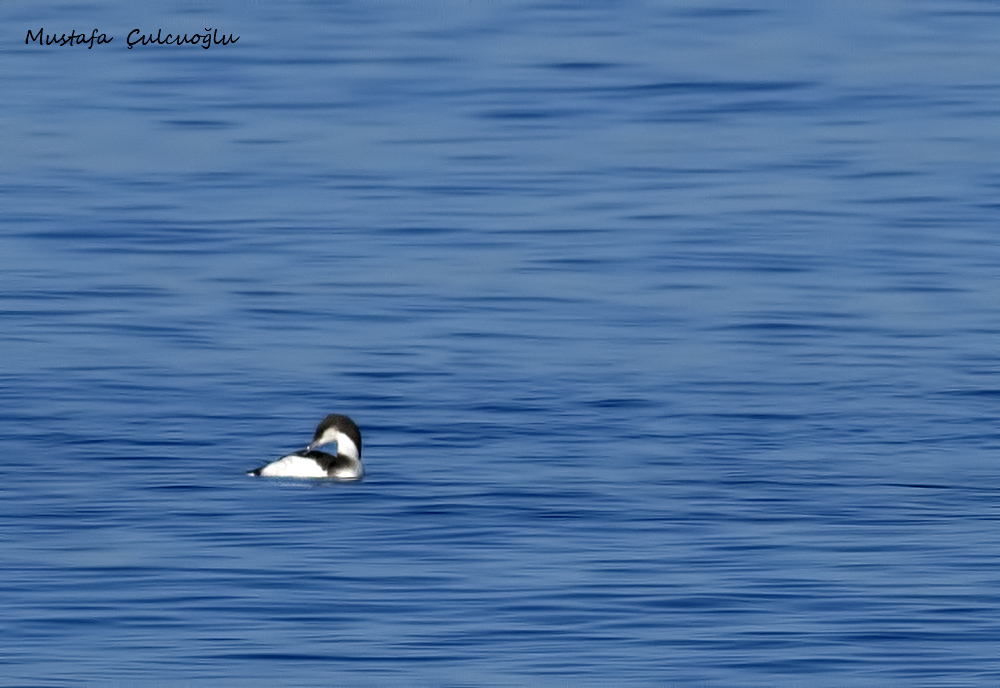 Arctic Loon